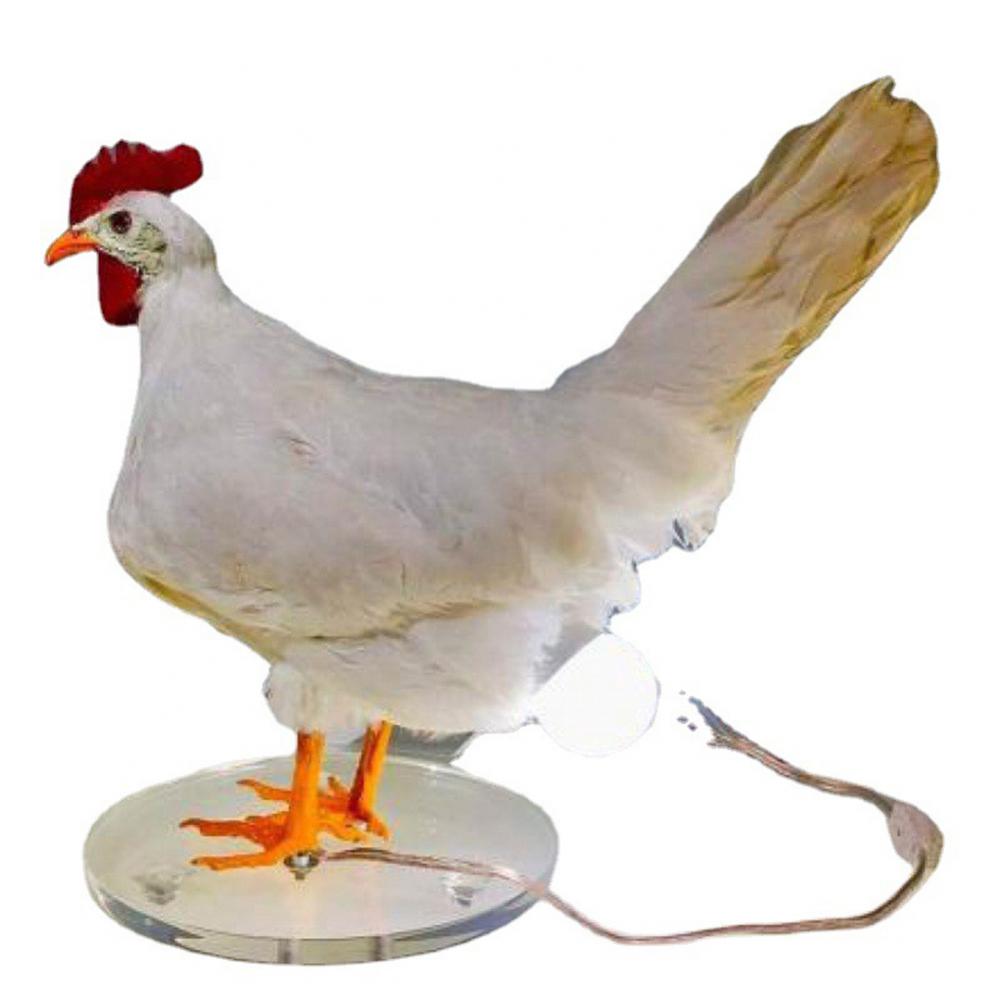 1pc Cock Table Lamp Led Nihgt Light Simulated Animal Egg Lamp Indoor Party Home Decoration Figurines Taxidermy Eggs Lamp