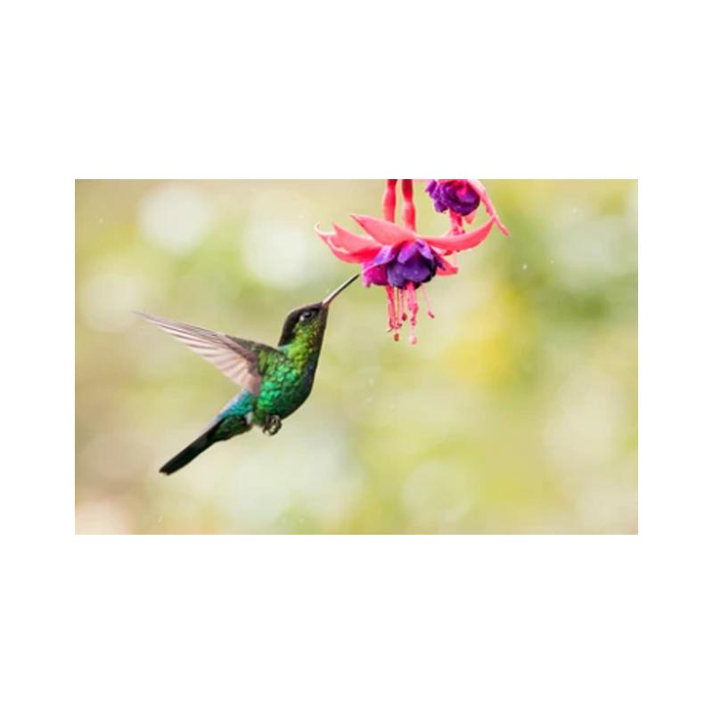 Posters and Prints with Hummingbird, Canvas Painting, Birds, Animals, Cuadros, Wall Art Paintings for the Living Room, Modern Home Decor,