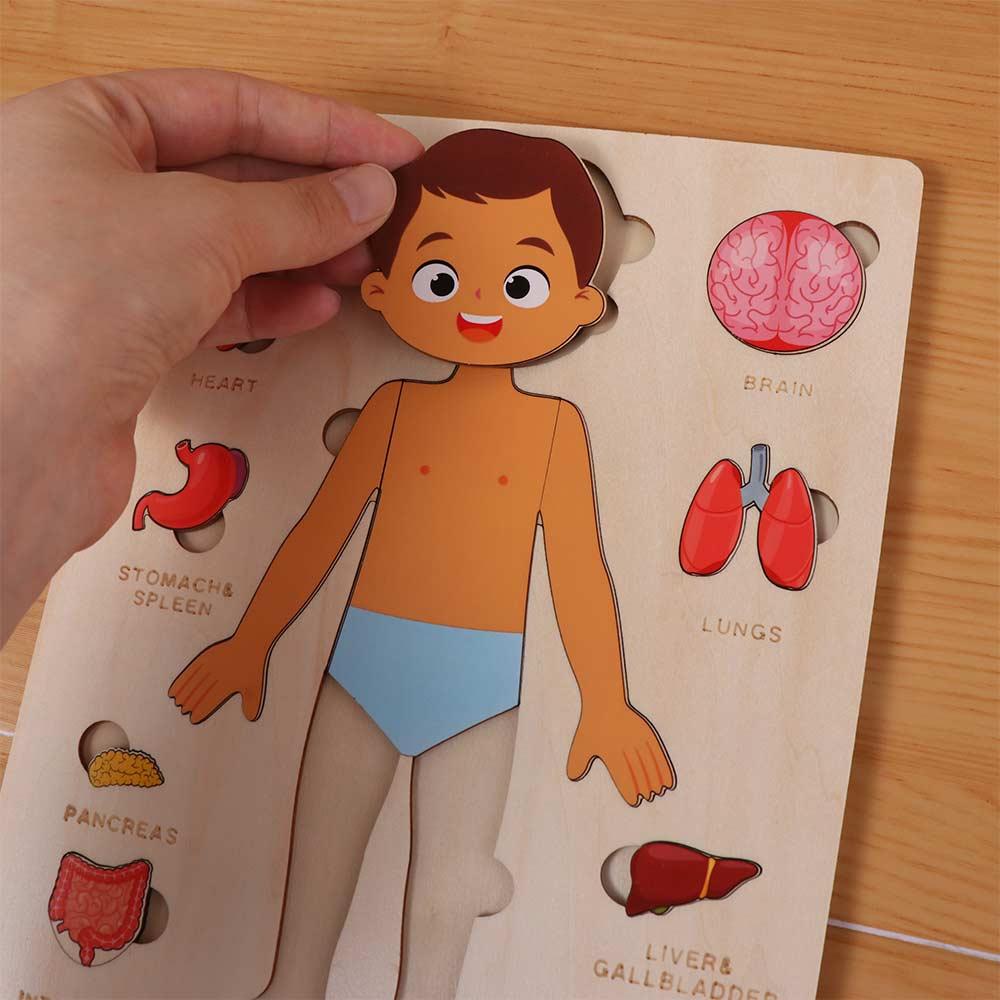 Boys Girls Wooden Human Body Puzzle Educational Anatomy Jigsaw  Cognitive Teaching Aids
