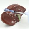 Human Liver, Gallbladder, Pancreas & Spleen Anatomy Model for Teaching & Display