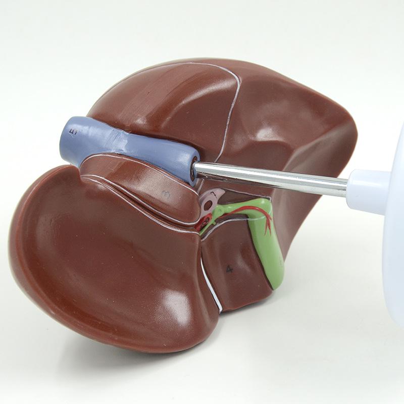 Human Liver, Gallbladder, Pancreas & Spleen Anatomy Model for Teaching & Display