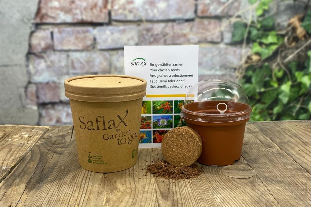 SAFLAX Garten zum Mitnehmen - Afrikanische Kletterlilie - 15 Samen - Mit Topf, Klimadeckel und Anzuchtsubstrat - Gloriosa rothschildiana