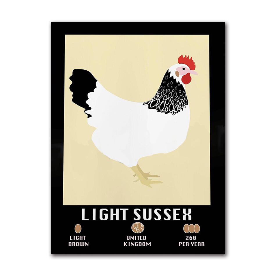 Light Sussex Faverolle Rhode Island Red Chicken Poster, Farm Animal Agriculture Illustration Wall Art for Rustic Kitchen Decor 21X30CMNo Framed