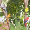 Miniaturmodell Harz Wellensittich Papagei Statue Wandmontiert Simulierte Tierskulptur Wasserdicht Lebensechte Vogelfiguren Garten