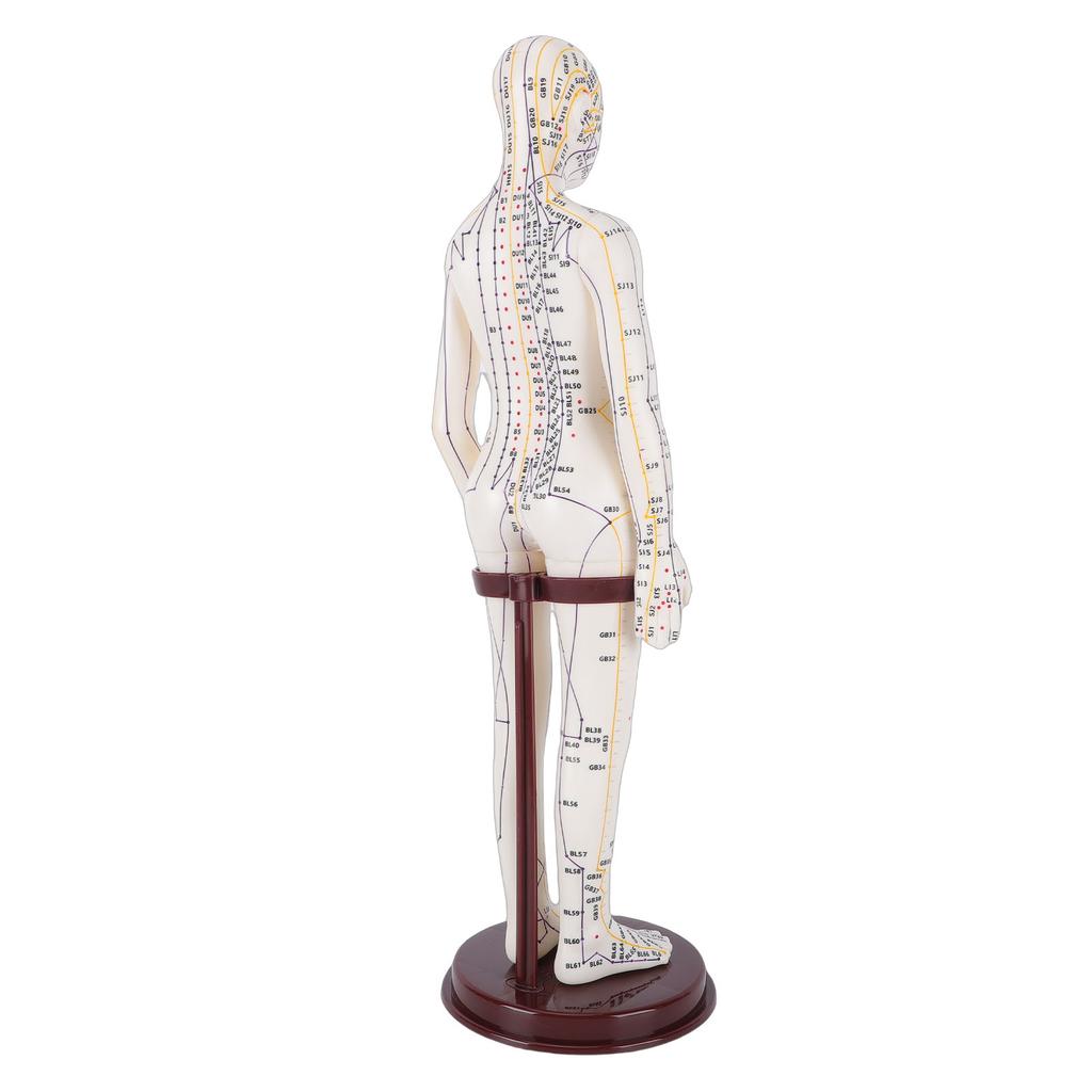 20.5 Inch Acupuncture Model Accurate Full Body Human Acupoint Model with Base Rotatable Arms for Teaching Student Demonstration White Hard