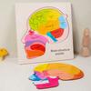 Wooden puzzle game for toddler Human Brain Anatomy structure Brain Parts Matching Homeschool Activity Kids Science Game
