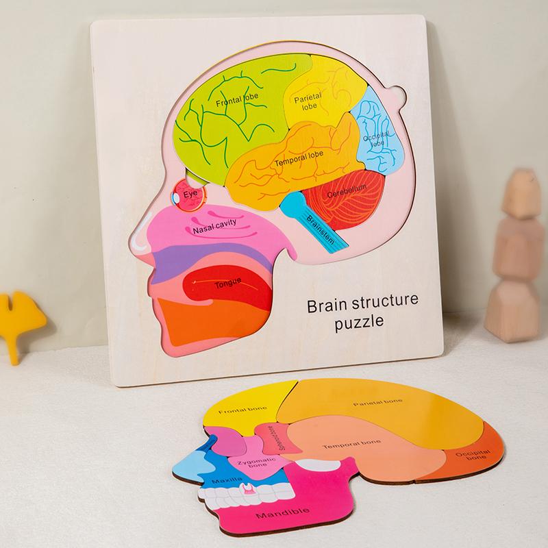 Wooden puzzle game for toddler Human Brain Anatomy structure Brain Parts Matching Homeschool Activity Kids Science Game