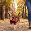 Cute Breathable Halloween Pet Clothes Stretchy Soft Pumpkin Printed Hoodie Comfort Pet jumpsuit Party Cosplay