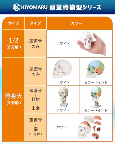 KIYOMARU Color Cervical Skull Model, Human Body Model, Skull Model, Supervised by a Physical Therapist, Life-Size, Includes Nerves and Vertebral Arter