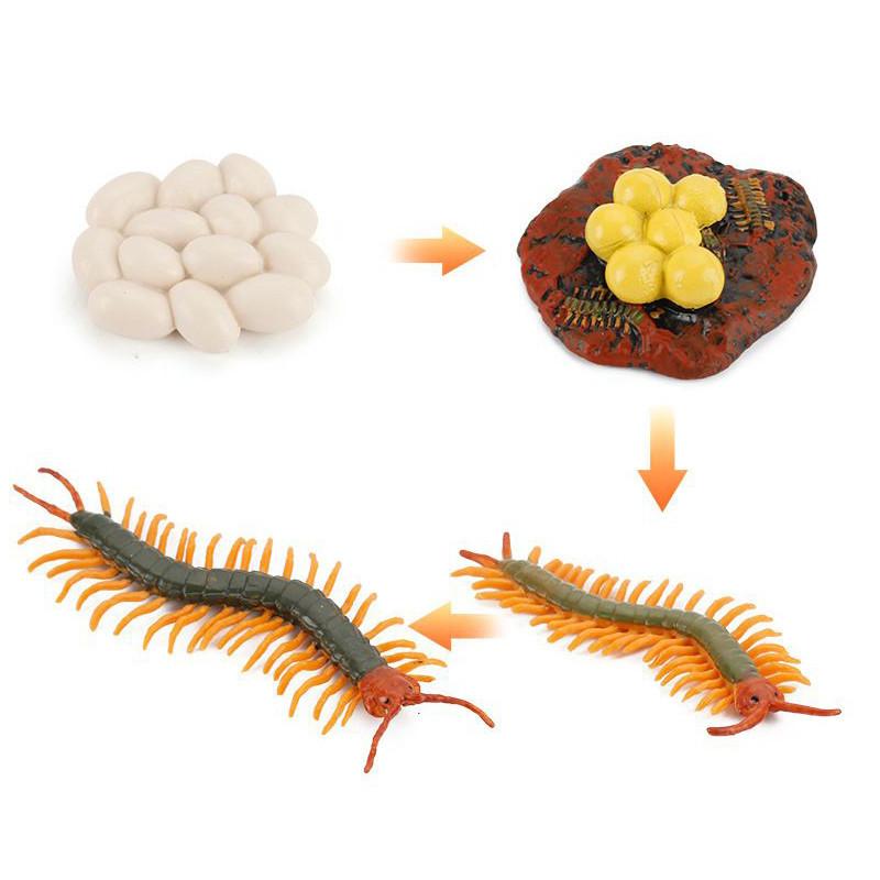 Enchanting Simulation Solid Turtle Chick Frog Animal Growth Cycle Montessori Teaching Aids For Unique Gifts And Decorative Accents