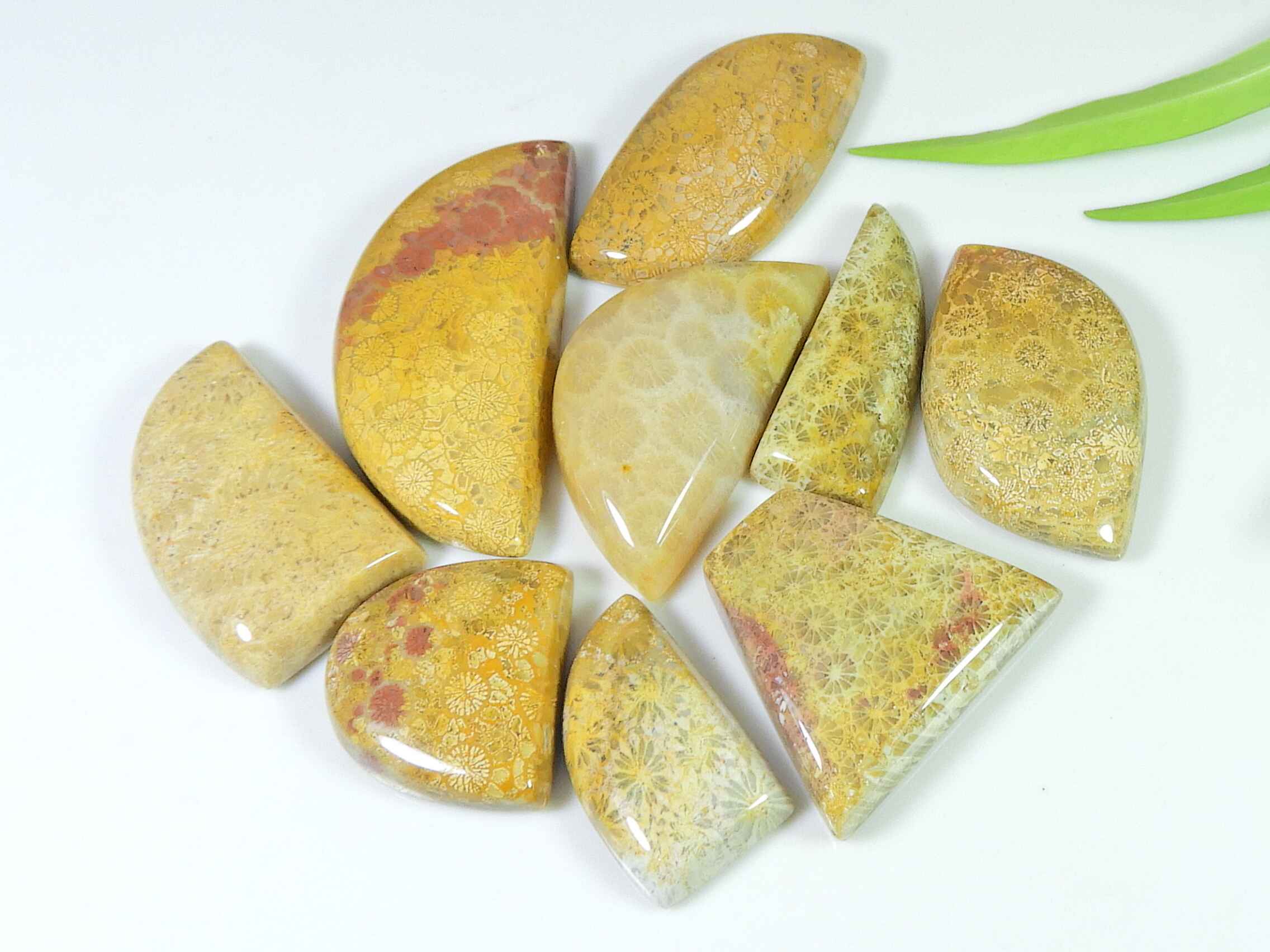 

22-41MM Natural Fossil Coral Mix Shape Cabochon Loose Gemstone 9Pcs Lot RQ-2966