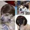 Wigs mit freiliegenden Ohren für Hunde, verstellbare Passform, Katzen-Cosplay-Perücke, Halloween-Feier