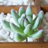 1Pc Plastic Fake Artificial Succulents Plant Bonsai Garden Home Office Decor