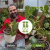 1/2/5 Pcs Frog Shaped Plant Tie Reusable Cable Wire Garden Plant Vine Flower Vegetable Clip Adjustable Flexible Supporter