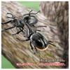 TAKARA TOMY AniA AL-39 Neptune Horned Beetle Animal Dinosaur Toy Ages 3 and Up