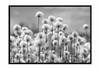Bild Poster mit Rahmen 43x33 cm Pusteblumen p899