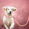 5ft Leather Dog Leash Durable Pet Walking Training Lead Leash Rope for Small Medium Large Dogs Pitbull Pug Erman Shepherd