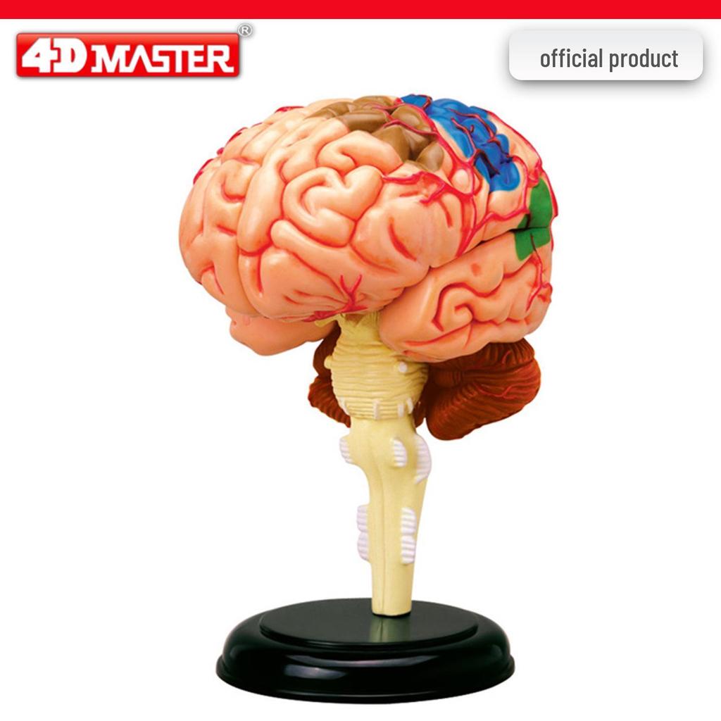 4D Knee Joint Ligament Anatomy Model for Medical Teaching