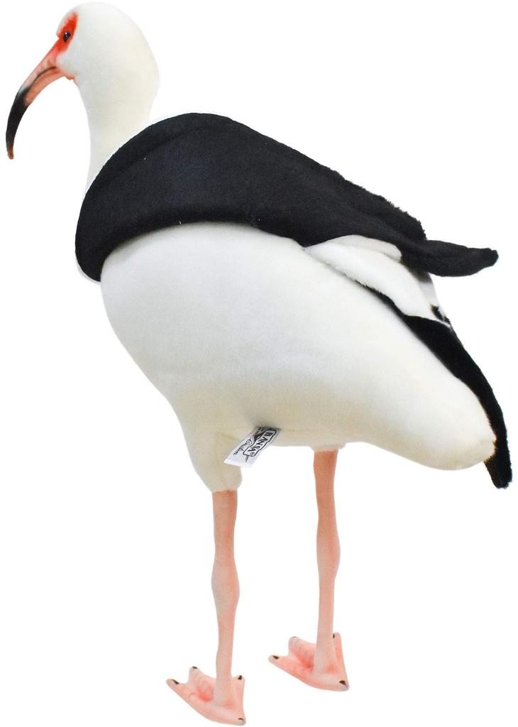 BH8192 HANSA White Ibis 54