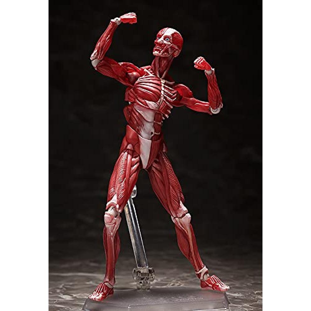 Figma model lidského těla bez měřítka ABS&PVC malovaná pohyblivá figurka F51042