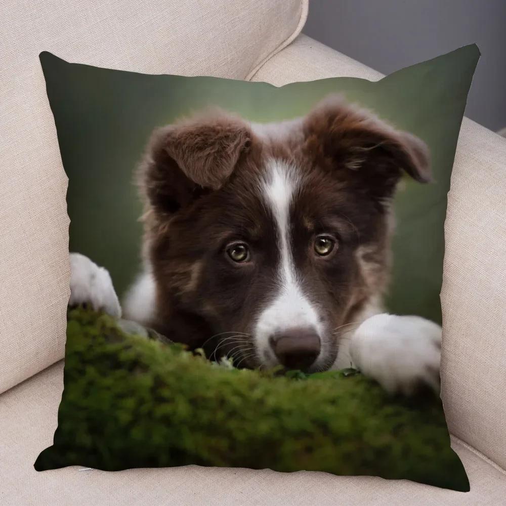 Trykt Putetrekk for Kjæledyr Skottland Border Collie Mykt Plysj Putetrekk Dekor Søtt Hundeputetrekk for Sofa Bil