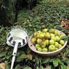Telescopic Stainless Steel Fruit Picking Tool for Persimmons, Toona Sinensis, Peaches, Apricots, and Plums.