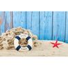 Timone Nautico Stella Marina Sfondo 1° Compleanno Tavola di Legno Barca Mare Spiaggia Tema Sfondo Fotografia Bambino Studio Fotografico