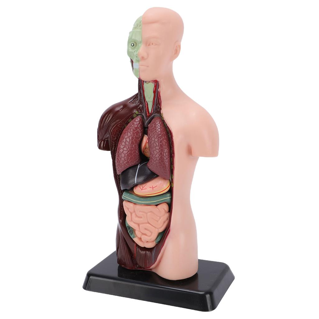 Human Body Anatomy Model 7 Removable Parts 10.24 Inch Human Torso Anatomical Model for School Medical Education Display