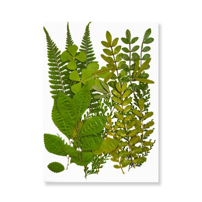 Dried Flowers Real Natural Plant Pressed Flower For Epoxy Resin Filling DIY Keychain Pendant Silicone Mold Jewelry Making Crafts