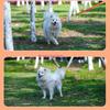 Dog Leash for Small and Large Dogs Multicolored Dog Leash 10-50FT HX6C