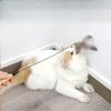 Katzenspielzeug Holzgriff Reizstock Perle Feder Ersatzkopf Selbst-hi zur Linderung von Langeweile Katzenspielzeug Haustierbedarf