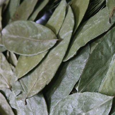 Yakcho Nara Getrocknete Graviola Blätter 1 Stück 1kg