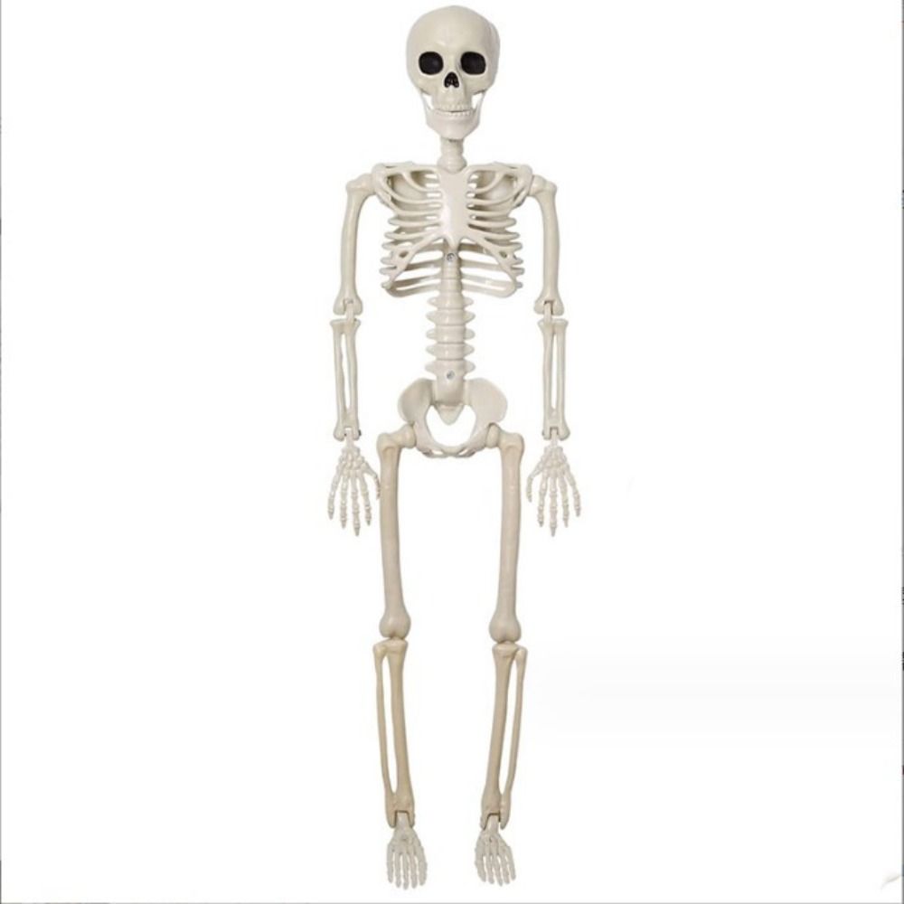 

White Orange Pumpkin Skull Plastic Body Figurine Scary Bone Model Outdoor Indoor Skeleton