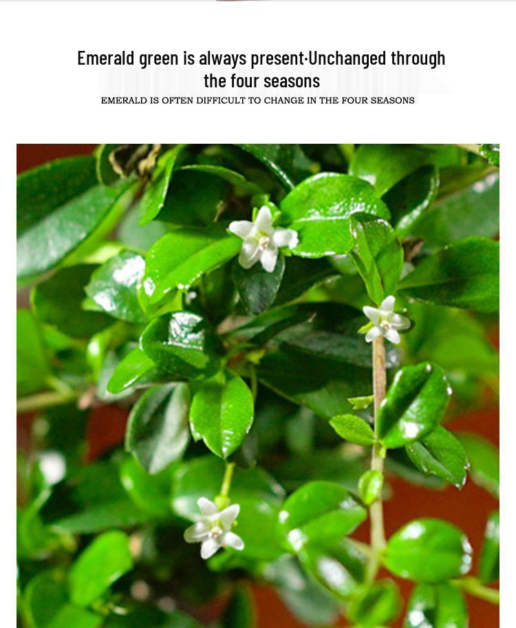 Trailing Fujian Tea Bonsai with Old Trunk – Zen Style Indoor Green Plant for Office & Living Room