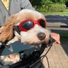 Pet Decoration Pet Cat Goggles Eye Wear Puppy Eye Protection Pet Grooming Accessories 6 Colors Cute Pet Dog Sunglass Sun Glasses