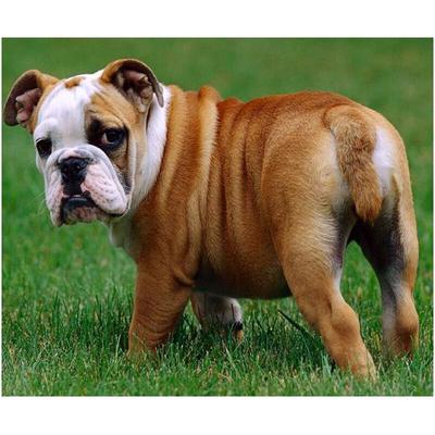 Accessori per pittura con diamanti Punto croce Completo 5d Bulldog inglese Diamante Mosaico Ricamo