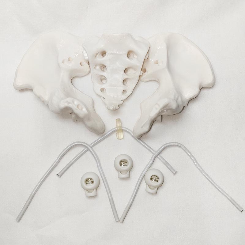 Portable Mini Pelvis Model: Human Sacrum, Hip, and Pelvic Bone Anatomy for Rehabilitation and Teaching