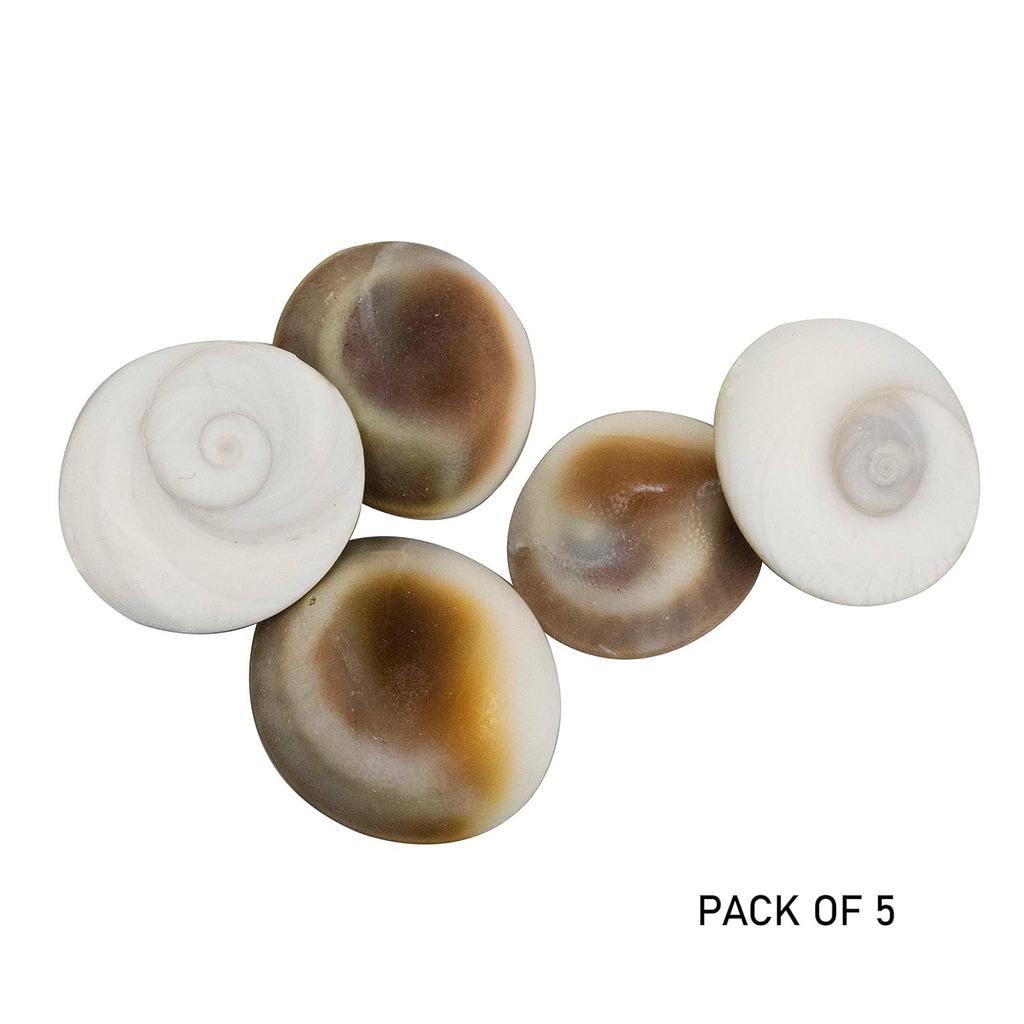 RSINC Original Energized Set of 5 Gomati Chakra for Mystic Lakshmi Pooja | Wealth Luck Gomathi Chakra