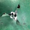 Animal Repeller, Reflective Wind-powered Rotating Bird Repeller, Multi-angle Adjustable Bird Repeller