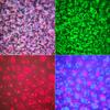 1 Set RGB Lamp Rechargeable Party Control Remote Wide Application Flicker Free Non-Glaring Rotating RGB