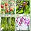 100PCS Garden Plant Flowers Tied Bundle Branch Clamp Clip Class Tools Flowers Vegetables Vine