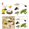 Plastic Kids Hen And Frog Growth Cycle Models Early Education Toys Gifts
