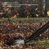 Brushless Yard Blower With 10 Cell Battery And 220V EU Device For Outdoor Area Maintenance M4YD