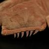 Simulation Horseshoe Crab Fish Plush Doll Simulation Sea Animal Fish Doll Model Decoration Gifts