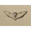 Vintage Spider Antique Bat Raven Moth Butterfly Gothic Art Poster Canvas Painting Wall Prints Picture Dark Academia Decoration