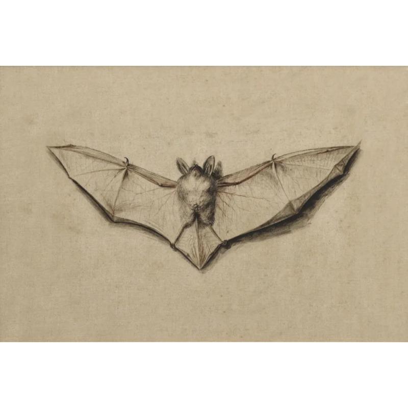 Vintage Spider Antique Bat Raven Moth Butterfly Gothic Art Poster Canvas Painting Wall Prints Picture Dark Academia Decoration