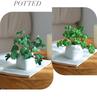 Miniature Succulent Bonsai Desk Ornament: Green Plant Props for Home or Office Decor
