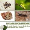 Reptile – Îngrijirea reptilelor