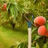 Branch Crutches Fruit Tree Support Tree Support Device