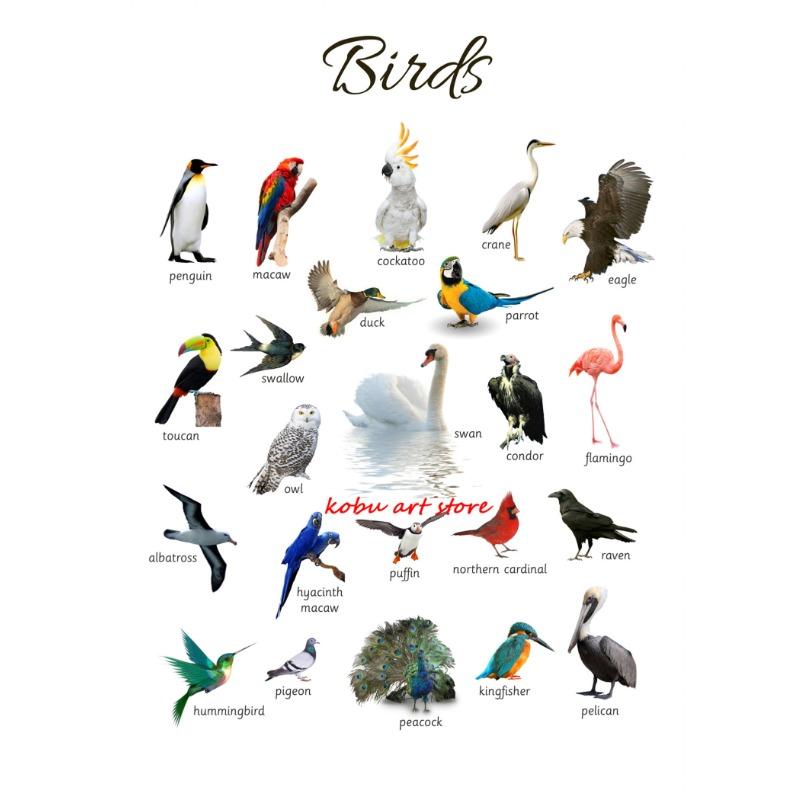 

Домашние животные Морские животные Лошадь Образовательный обучающий плакат Принт Холст Живопись Настенное искусство Картина для Детской комнаты Декор 21cm×30cm NoFrame